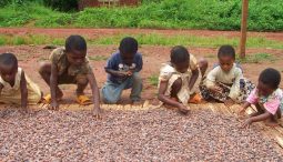 Exploitation des enfants dans les filières cacaoyères ivoiriennes, quels moyens pour lutter ?