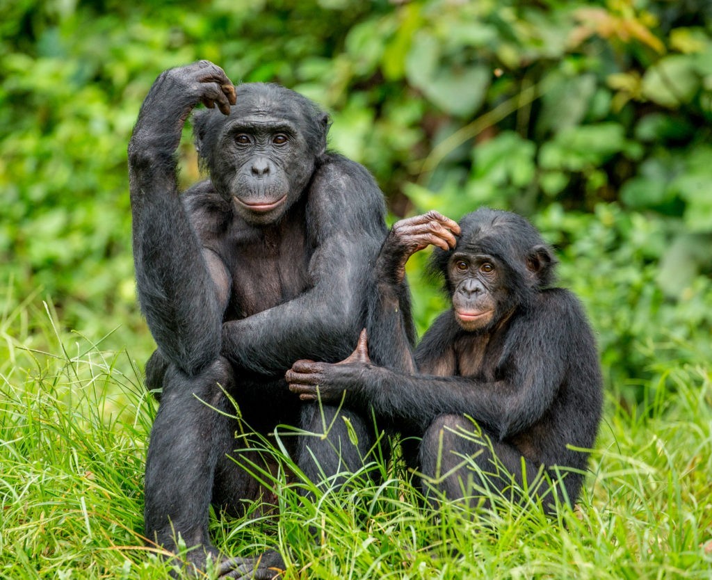 République Démocratique du Congo : une terre de richesses naturelles