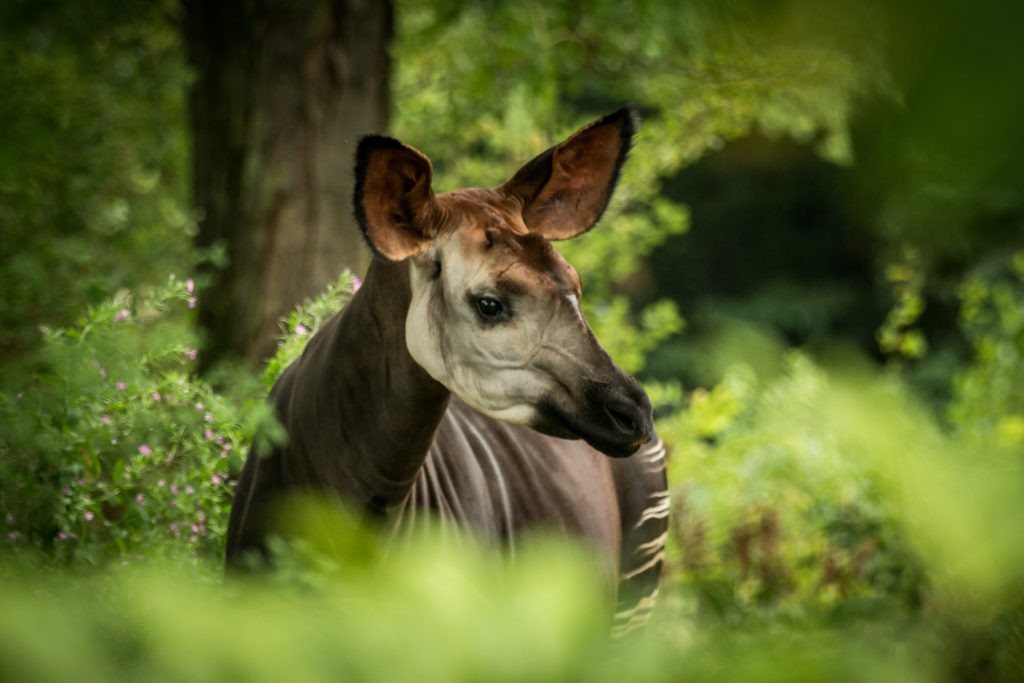 République Démocratique du Congo : une terre de richesses naturelles République Démocratique du Congo : une terre de richesses naturelles