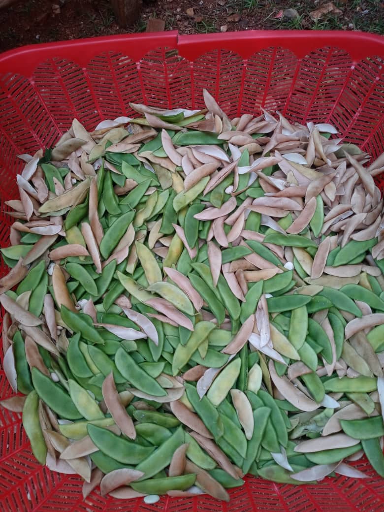 Haïti – Lekòl Chimen Libète